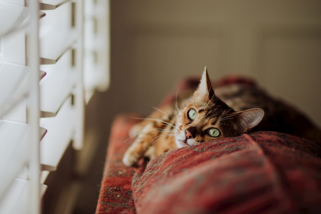 Mon chat vomit de la bile : est-ce grave et que faire ?