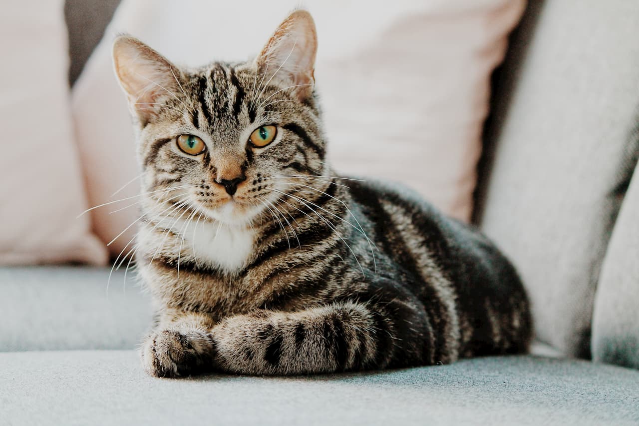Chat qui vomit causes, symptômes et traitement