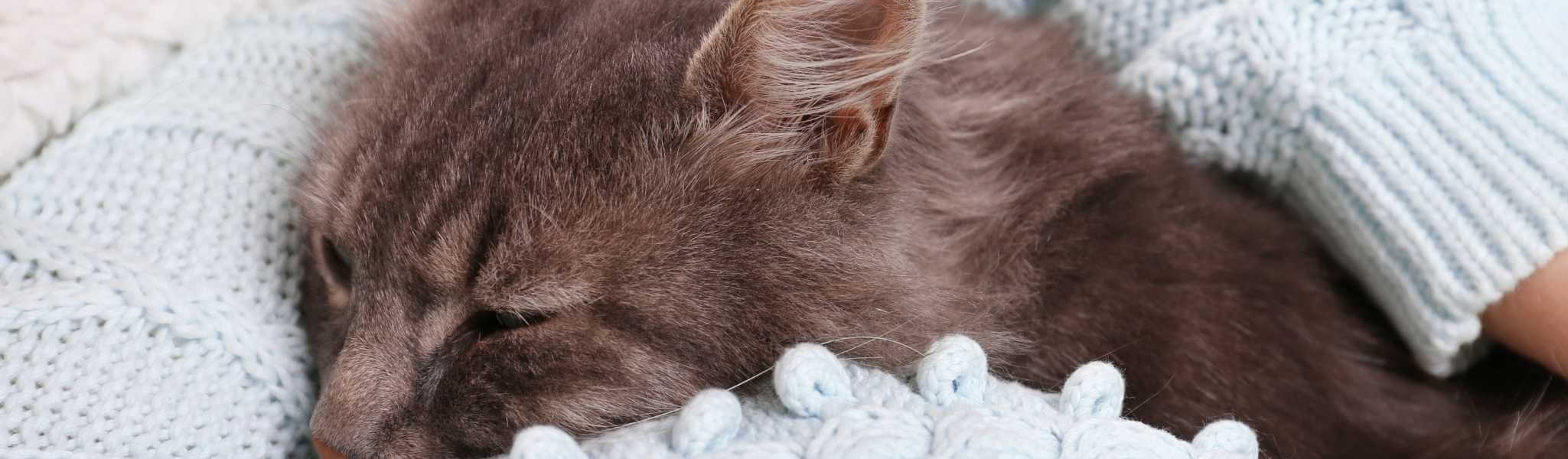 Mon Chat Vomit De L Eau Comment Reagir Mon Chat Vomit De L Eau Comment Reagir