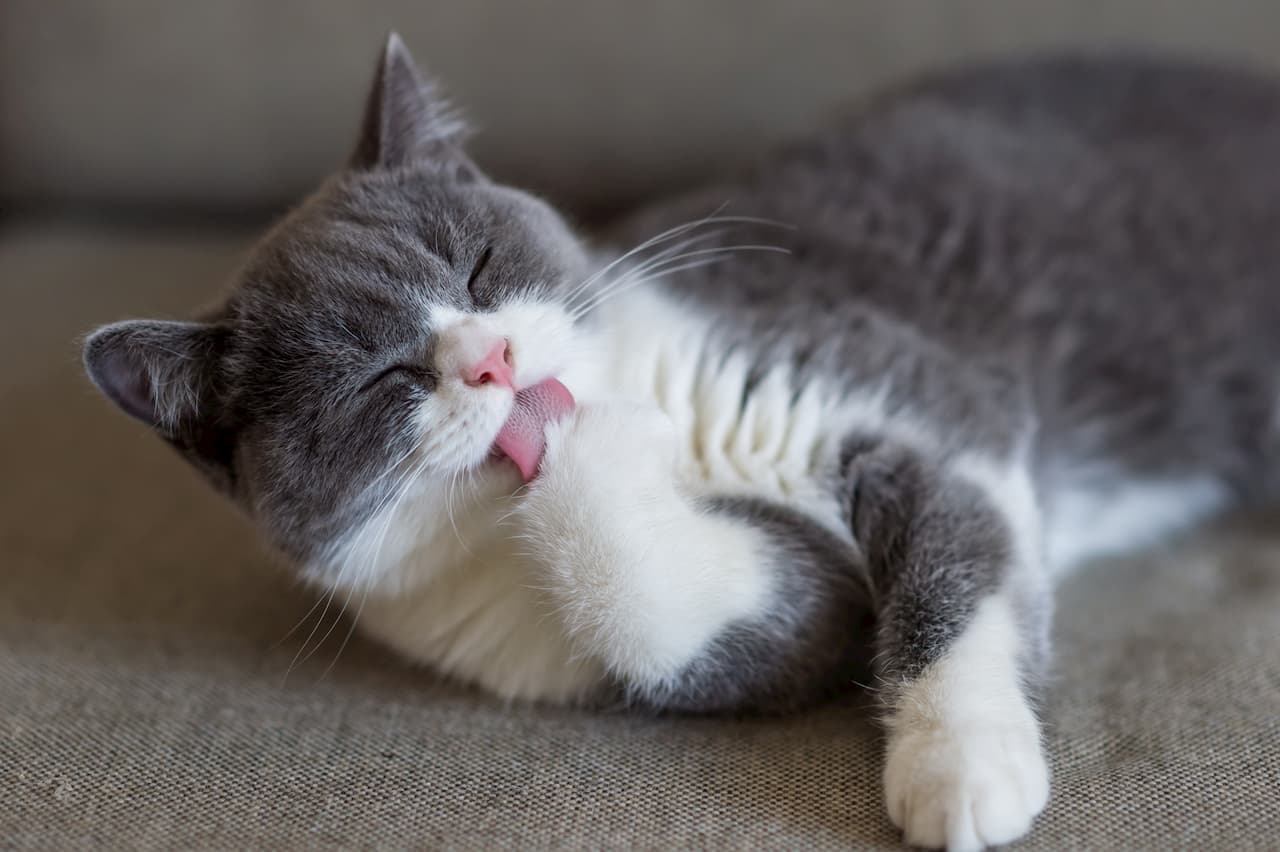 Mon chat vomit des poils : que faire ?