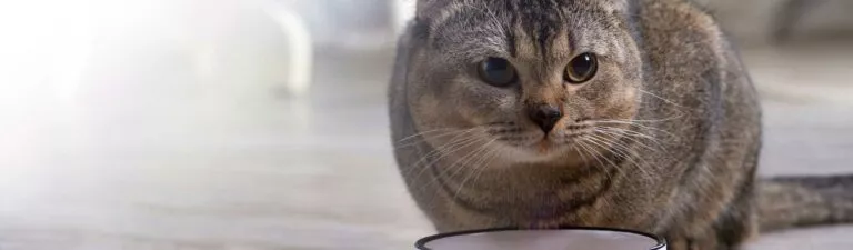 chatte gestante : quelle nourriture donner ?