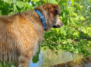 Collier en cuir pour chien Tou'You