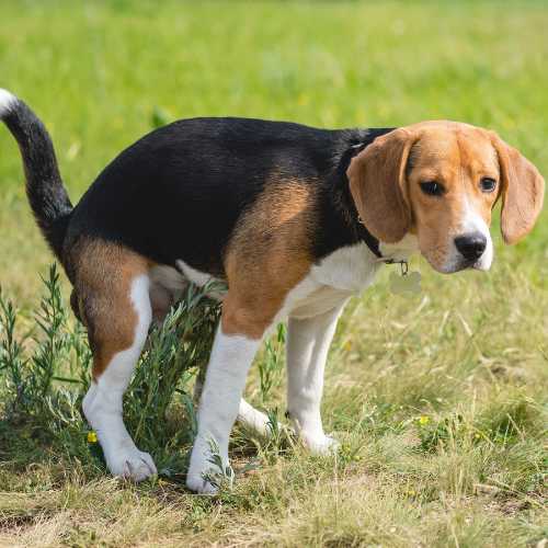 chien constipé