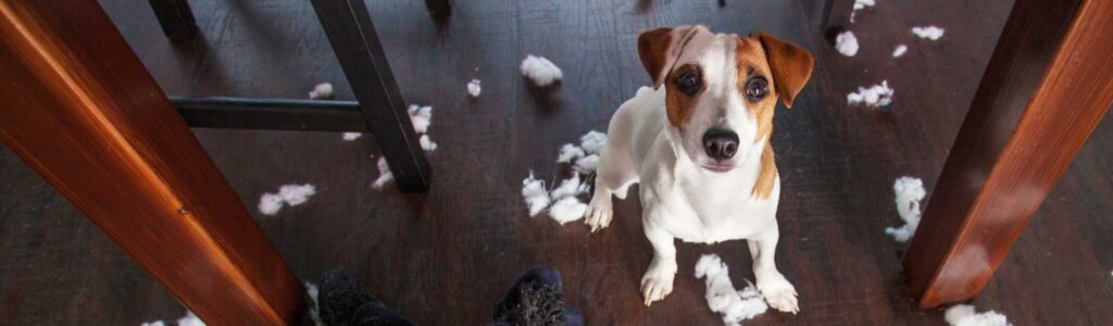 Mon chien détruit tout quand il est seul : comment l’aider ? chien destructeur