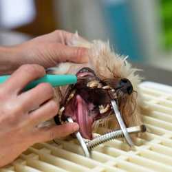 Chien pendant un détartrage car il a du tartre et une gingivite