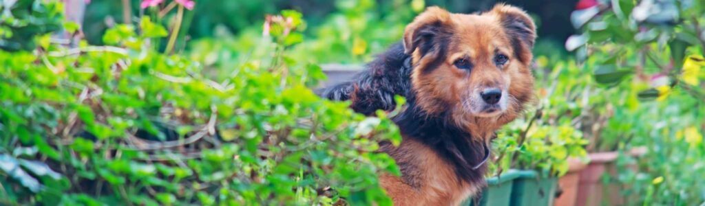 chien avec diarrhée : causes et traitements