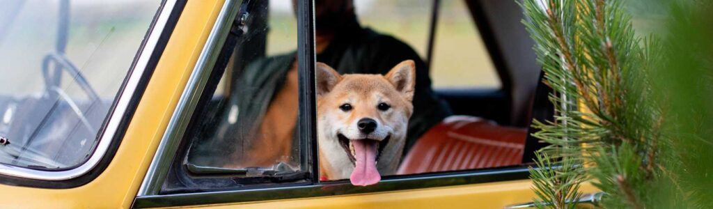 Antigel : un risque d’empoisonnement grave chez le chien Chien empoisonnement antigel