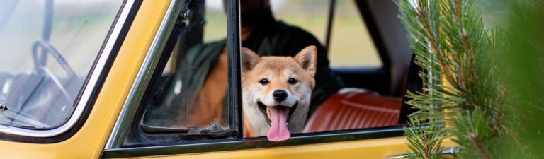 Chien empoisonnement antigel