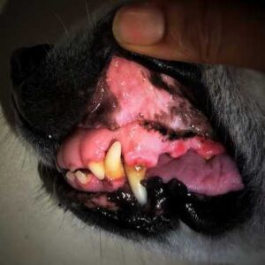 Chien ayant une gingivite, du tartre et un début de maladie parodontale