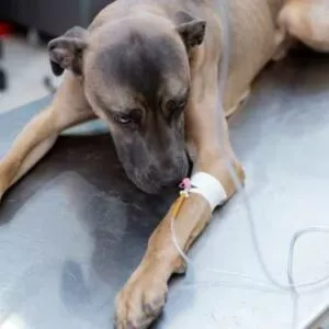 chien insuffisant rénal sous perfusion