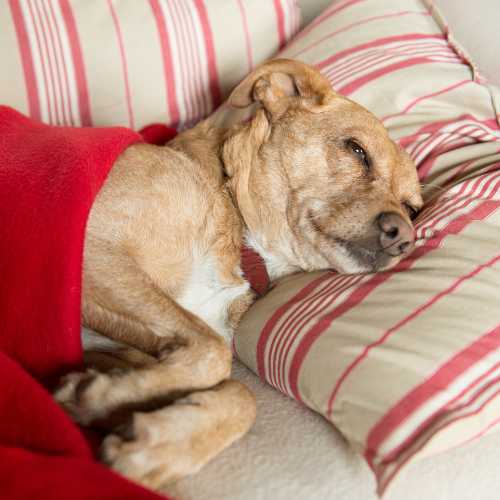 chien malade : diarrhée et vomissements
