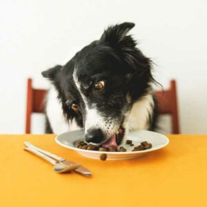 chien mange des croquettes