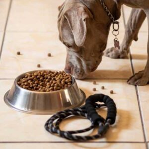 chien qui mange des croquettes sans gluten