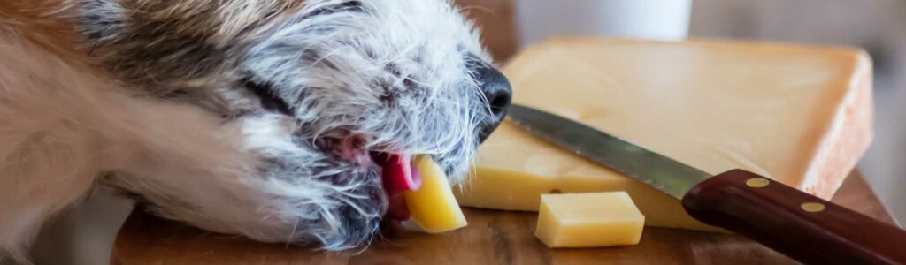 chien qui mange du fromage