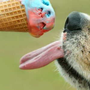 chien qui mange de la glace pour se rafraîchir