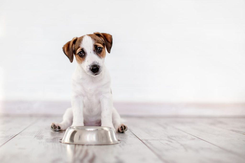 Mon chien ne mange plus, quelles sont les causes ?