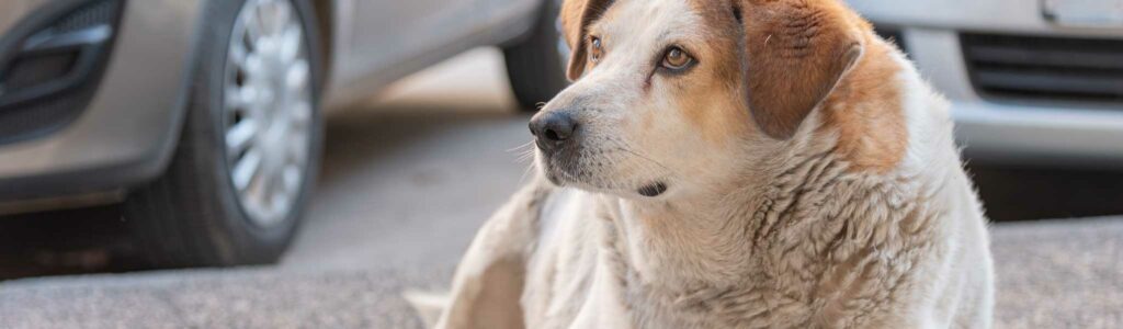 chien obèse : choisir des croquettes adaptées