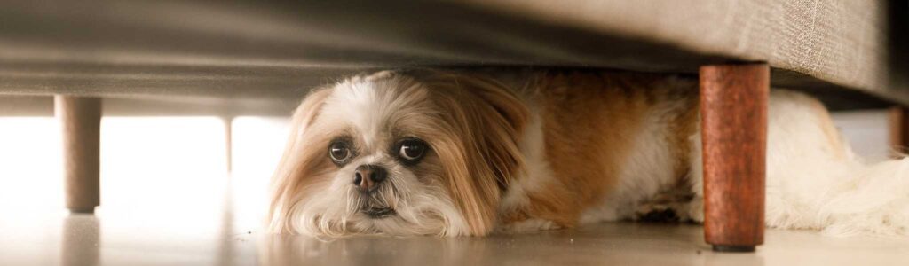 chien peureux qui tremble