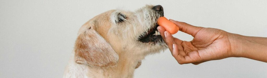 le chien peut-il manger de la carotte ?