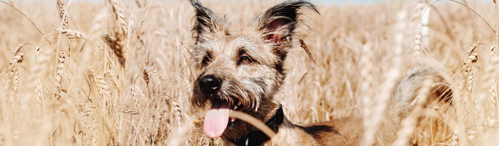 Céréales dans l’alimentation du chien : mythes & réalités expliqués par un vétérinaire !