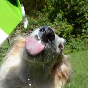 chien qui aime boire du lait