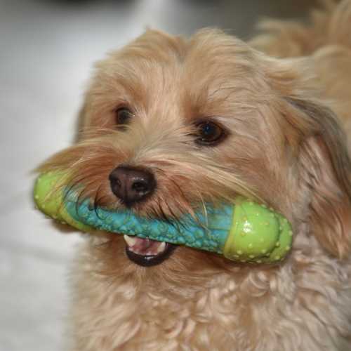 chien qui mâche un jouet pour éviter les destructions