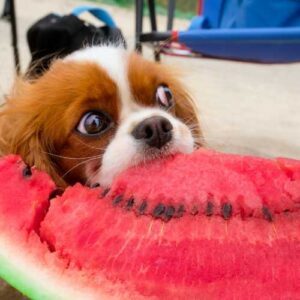 chien qui mange de la pastèque