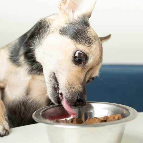 chien qui mange des croquettes dog chef