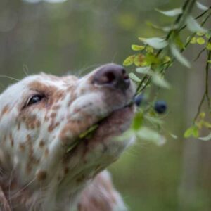 chien qui mange des myrtilles