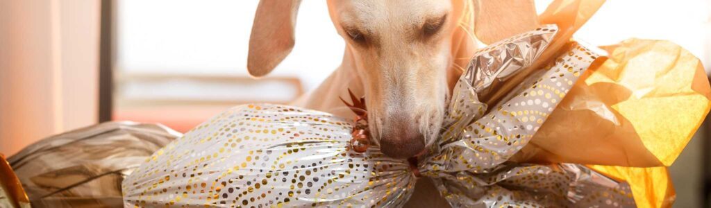 chien qui mange du chocolat