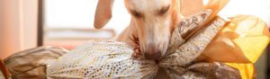 chien qui mange du chocolat