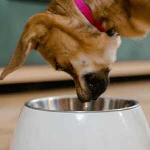 chien qui mange du gingembre dans sa nourriture