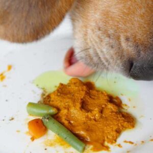 chien qui mange de la pâte de curcuma