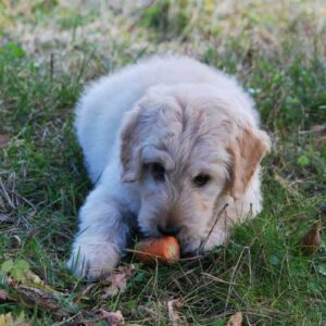chien qui mange une carotte