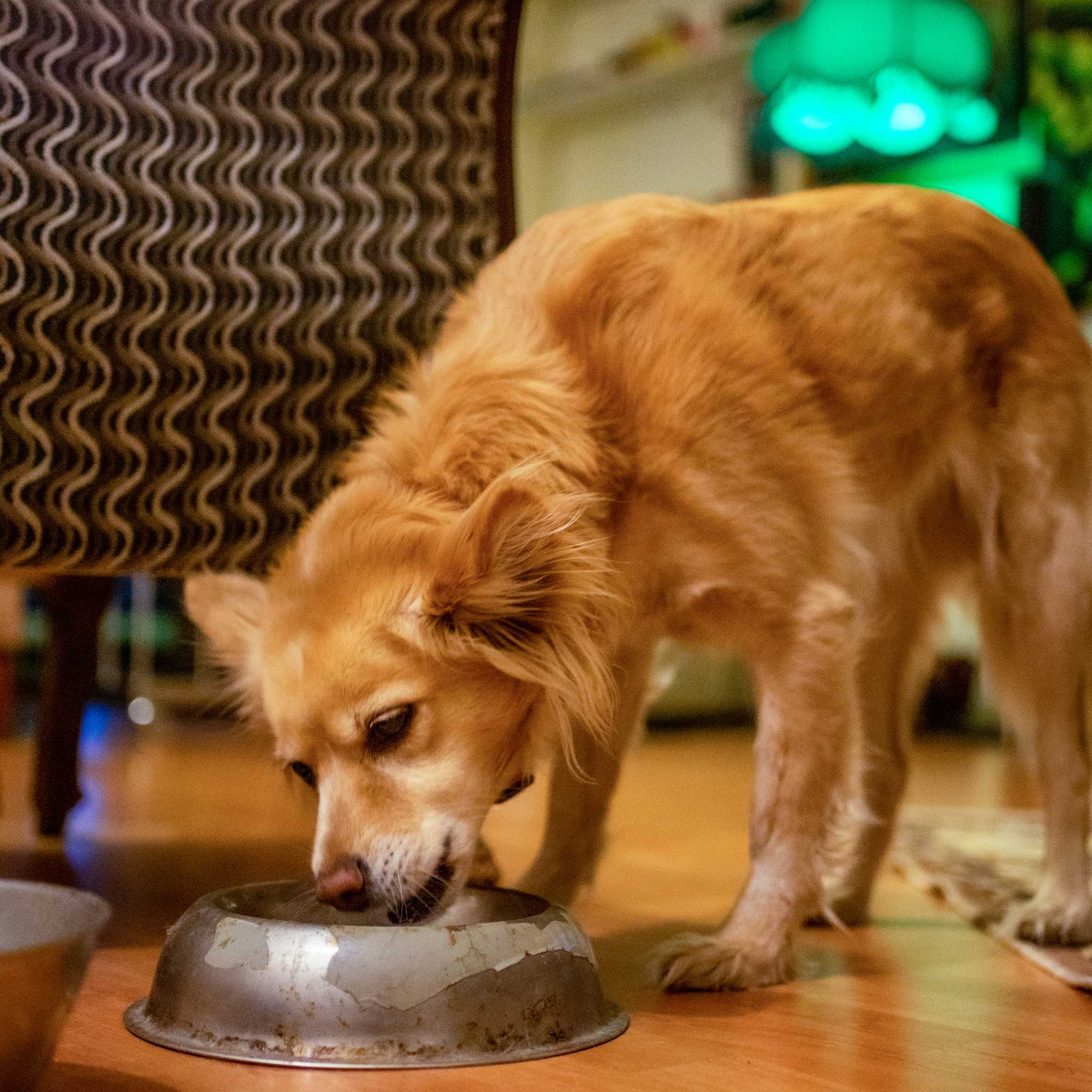 chien qui mange une ration ménagère