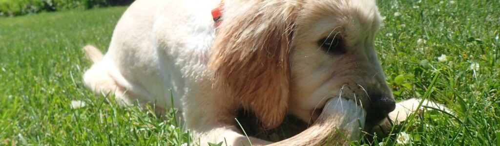 chien qui rogne un bois de daim