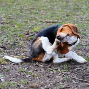 Chien qui se gratte à cause des aoûtats