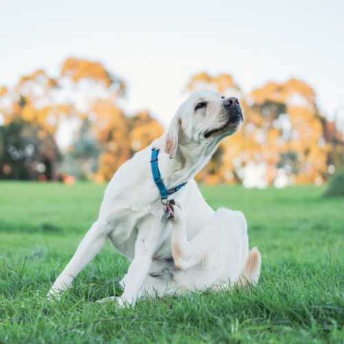 chien qui se gratte : puces