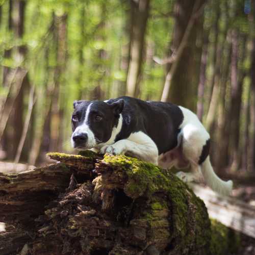 chien qui tremble de peur