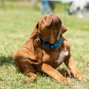 chien se gratte a cause de démangeaisons