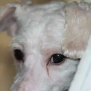 chien avec traces de larmes brune sous l'oeil
