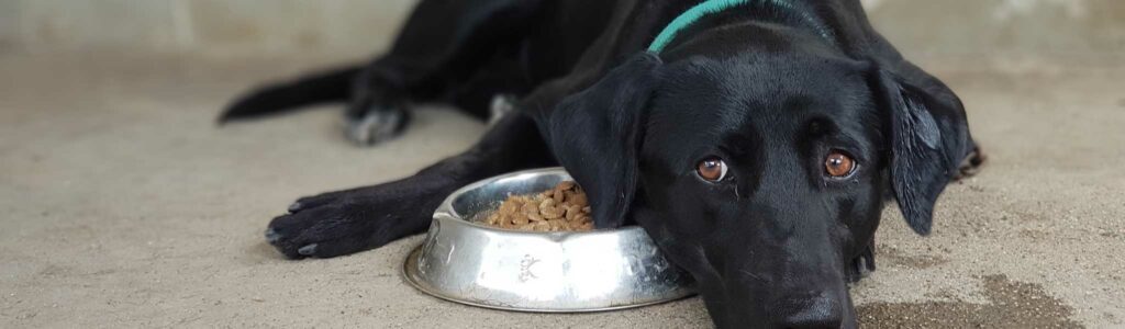 un chien ne veut pas manger ses croquettes : quelles solutions ?