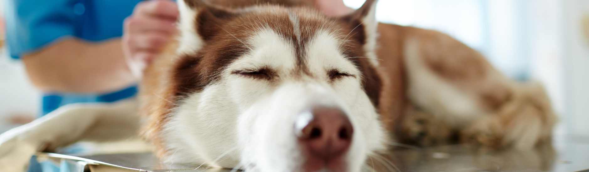 Pourquoi mon chien vomit de la mousse blanche ?