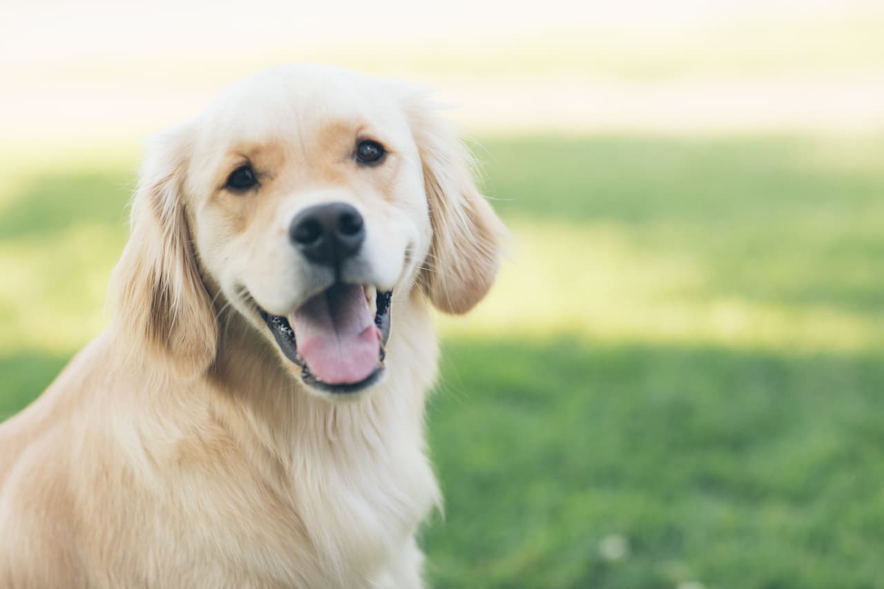 Mon chien vomit : que faire ?