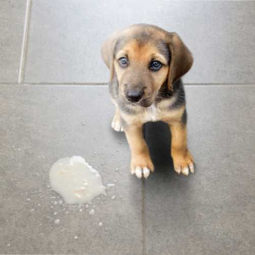 chiot qui a vomi