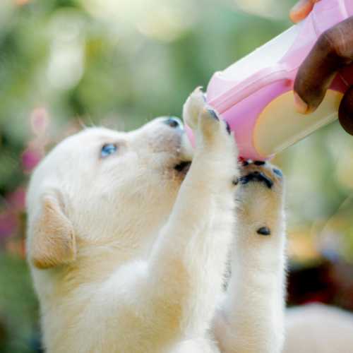 chiot qui boit un biberon de lait maternisé lors du sevrage
