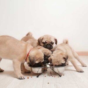 chiots carlin qui mangent des croquettes
