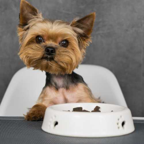 choisir les croquettes de son yorkshire