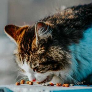 choisir le meilleur probiotique pour son chat en diarrhée