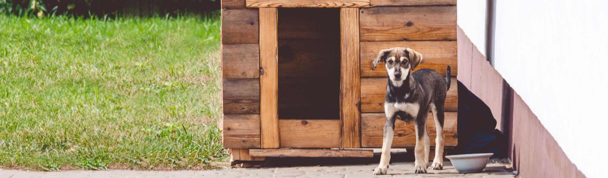 Bien choisir la niche pour le bien-être de votre chien